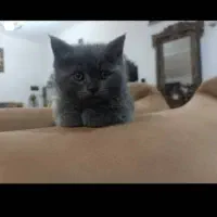 اسکاتیش دوماهه