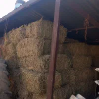 بیده یونجه دولت آباد