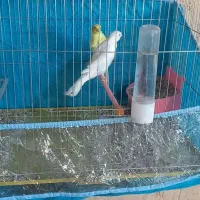 قناری|پرنده|فسا, |دیوار