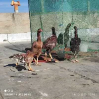 مرغ لاری|حیوانات مزرعه|چالدران, |دیوار