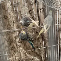 مرغ عشق جوان|پرنده|رشت, استادسرا|دیوار