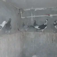 کبوتر رنگی