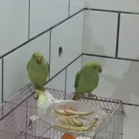 طوطی ملنگوگمشده