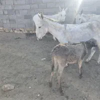 ۹راس خر شیری و کره خر