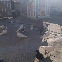 تعدادی کبوتر به فروش می رسد|پرنده|مشهد, ادیب نیشابوری (شهرک غرب)|دیوار