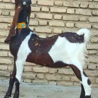 بز کاموری اصل چهار قلوزا|حیوانات مزرعه|اندیمشک, |دیوار