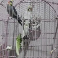 عروس هلندی جفت  بالغ