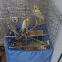 ۳عددعروس هلندی|پرنده|همدان, |دیوار