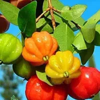 پیشفروش نهال گیلاس سورینام یکساله لیبل دار|خدمات باغبانی و درختکاری|سیرجان, |دیوار