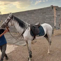 اسب دو خون نریون|اسب و تجهیزات اسبسواری|قم, پردیسان|دیوار