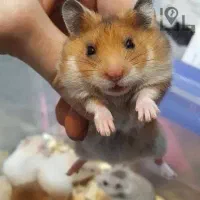 همستر|موش و خرگوش|تهران, شهرک ولیعصر جنوبی|دیوار