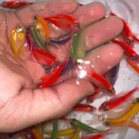 ماهی کالر رنگی پیش مولدی