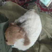 سگ پاکوتاه خشکل