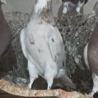 فروش دوعددنر|پرنده|شاهین‌شهر, فردوسی|دیوار