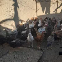 جوجه‌محلی|حیوانات مزرعه|هامون, |دیوار