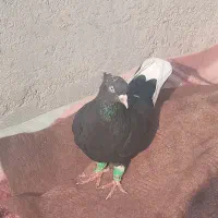 قاراسیاه ماده کاکلی|پرنده|محمدیه-قزوین, |دیوار