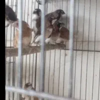 فنج بنگالی