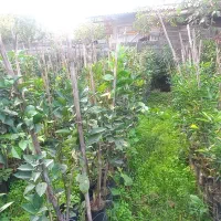 نهال مرکبات تامسون و نارنگی و خونی و...|گل و گیاه طبیعی|مرزیکلا, |دیوار