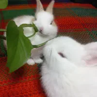 خرگوش فروشی در ماهیدشت