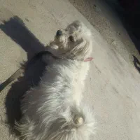 سگ برای فروش|سگ|دوگنبدان, |دیوار