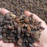 کشمش گله آفتابی کاشمر