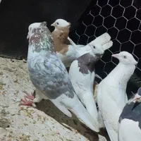 شهری طوق زرد سه بر قفل توق  قهوای گلی تهرونی الماس