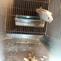 طوطی برزیلی ماده|پرنده|ری, منصوریه منگل|دیوار