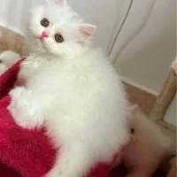 پرشین عروسکی زیبا|گربه|رشت, منظریه|دیوار