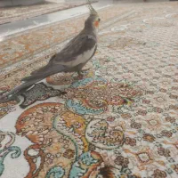 عروس هلندی رام|پرنده|اردبیل, |دیوار