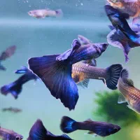 ماهی گوپی بلو مسکو گرید بالا 1-1.5 (فقط ماده)