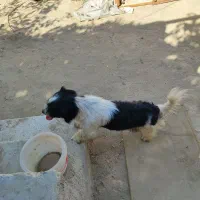 سگ پاکوتاه