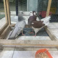 با سلام یک جفت کفتر سالم