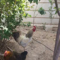 خروس محلی اصیل