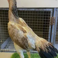 مرغ لاری الیرام