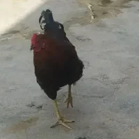 حیوانات مزرعه