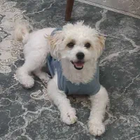 گمشدن سگ خانگی