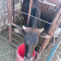 گاو گوساله قربانی