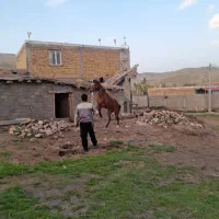 اسب مادیان|اسب و تجهیزات اسبسواری|خلخال, |دیوار