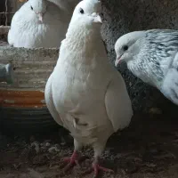 خالـپیس|پرنده|بندرعباس, |دیوار