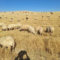 ۵۰ راس گوسفند داشتی جوان