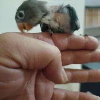 طوطی کوتوله برزیلی سرلاکی