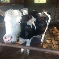 تلیسه دو عدد آبست با یه گوساله|حیوانات مزرعه|بندر گز, |دیوار