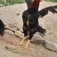 خروس لاری اصیل