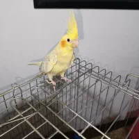 جوجه عروس هلندی 3 ماهه