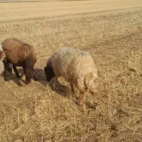 میه میش|حیوانات مزرعه|ماهیدشت, |دیوار