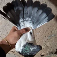 کبوتر|پرنده|کبودرآهنگ, |دیوار