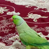 طوطی ملنگو سخنگو نر