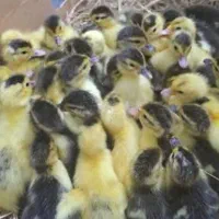 جوجه غاز و اردک اسرائیلی