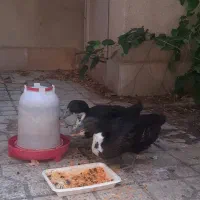 دوتا اوردک نژاد خوب مشکی و زینتی ماده همراه قفس|پرنده|شیراز, رکن‌آباد|دیوار
