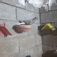 کبوتر سرخ دم پاک